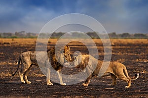 African lion, male. Botswana wildlife. Lion, slose-up detail portrait. Animal in fire burnt place, lion grass walk in the wind,