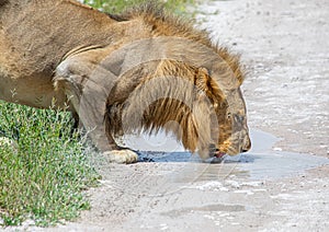 An African Lion male is drinking from a small water puddle in the savannah of the Etosha National park in northern Namibia