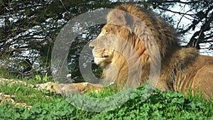 African Lion male lies on the grass and looks straight.