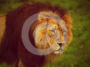 An African lion male portrait