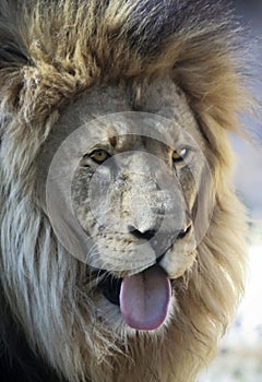 An African Lion Male Sticking Out His Tongue