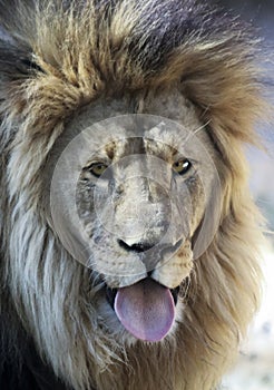 An African Lion Male Sticking Out His Tongue