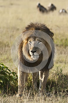 African lion , Masai Mara, Kenya