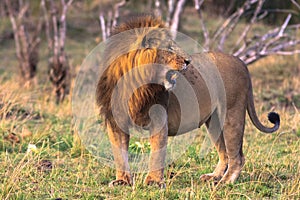 African lion. Masai Mara, Kenya. Africa