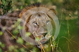 African lion mele hidden in bush, Okavango, Botswana photo