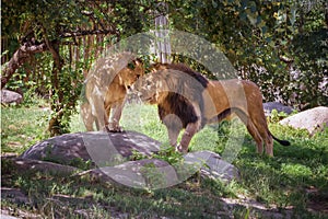 African lion mit seiner Lioness. Animals wildlife