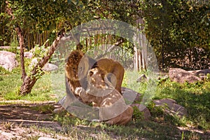 African lion mit seiner Lioness. Summer landscape