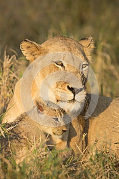 African Lion Mother and Cub (Panthera leo) South Africa