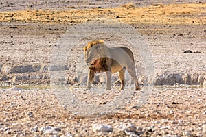 African lion Namibia