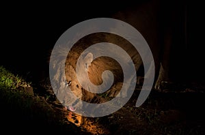 African Lion at night