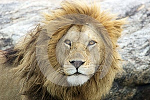 African lion (Panthera leo)