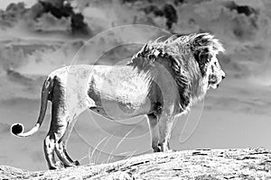 African lion (Panthera leo)