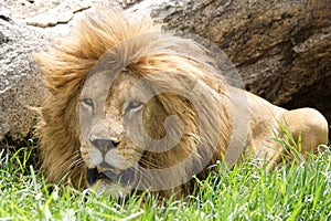 African lion (Panthera leo)