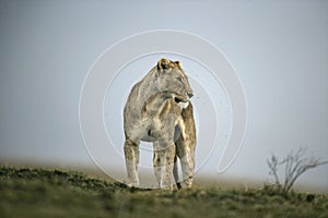 African lion, Panthera leo