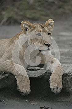 African lion, Panthera leo