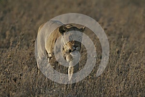 African lion, Panthera leo