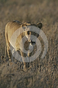 African lion, Panthera leo