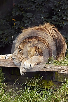 African Lion (Panthera leo).