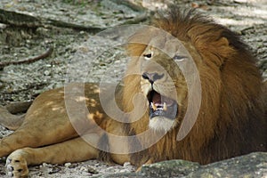 African Lion - Panthera leo