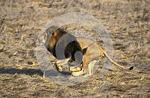 African Lion, panthera leo, Adult running