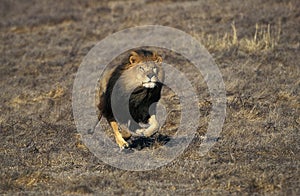 African Lion, panthera leo, Adult running