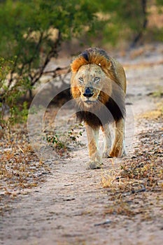 The african lion Panthera leo, also known as the Southeast African lion, Scare Nose from the Majingilane border control