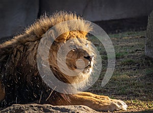 African lion, Panthera leo bleyenberghi, front portrait imposing feline