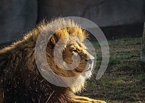 African lion, Panthera leo bleyenberghi, front portrait imposing feline