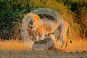 African Lion, Panthera leo bleyenberghi, mating action scene, animal behaviour in the nature habitat, male and female, evening ora