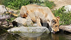 African lion ( Panthera leo bleyenberghi ) at ZOO Zlin , Czech republic