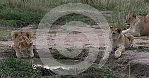 African Lion, panthera leo, cub drinking at the Water hole, Nairobi Park in Kenya, Real Time