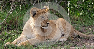 African Lion, panthera leo, cub laying down looking around, Masai Mara Park in Kenya,