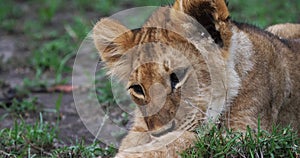 African Lion, panthera leo, cub licking its paw, Masai Mara Park in Kenya,