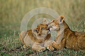 AFRICAN LION panthera leo, CUB LICKING, KENYA