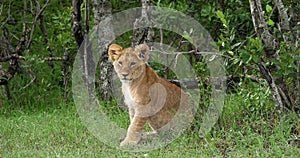 African Lion, panthera leo, Cub, Masai Mara Park in Kenya,