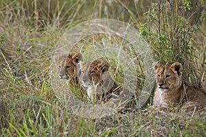 African Lion, panthera leo, Cub, Masai Mara Park in Kenya