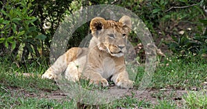 African Lion, panthera leo, Cub Resting, Masai Mara Park in Kenya,