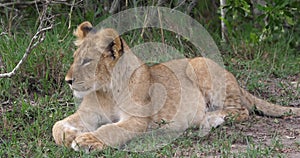 African Lion, panthera leo, cub Yawning, Masai Mara Park in Kenya,