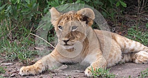 African Lion, panthera leo, Cub Yawning, Masai Mara Park in Kenya,