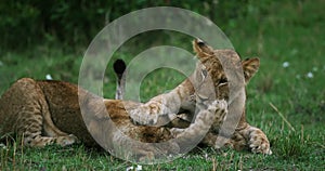 African Lion, panthera leo, cubs playing, Masai Mara Park in Kenya,