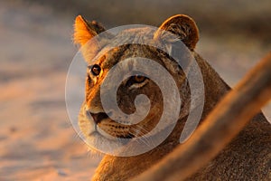 African lion, Panthera leo, detail portrait of big animal, evening sun, Chobe National Park, Botswana, South Africa