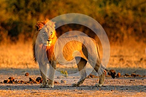 African lion, Panthera leo, detail portrait of big animal, evening sun, Chobe National Park, Botswana, South Africa. Big cat in th