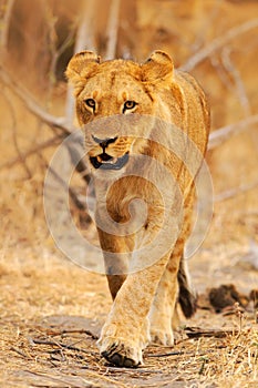 African lion, Panthera leo, detail portrait of big animal, evening sun, Chobe National Park, Botswana, South Africa. Female of