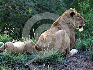 African lion (Panthera leo) family enjoying siesta time in Kruger National Park : (pix Sanjiv Shukla)