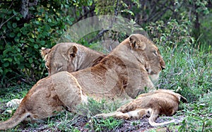 African lion (Panthera leo) family enjoying siesta time in Kruger National Park : (pix Sanjiv Shukla)