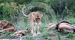 African lion (Panthera leo) family enjoying siesta time in Kruger National Park : (pix Sanjiv Shukla)