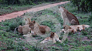 African lion (Panthera leo) family enjoying siesta time in Kruger National Park : (pix Sanjiv Shukla)