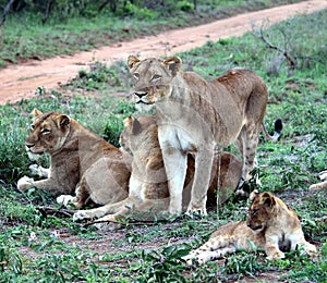 African lion (Panthera leo) family enjoying siesta time in Kruger National Park : (pix Sanjiv Shukla)