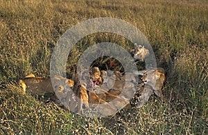 African Lion, panthera leo, Family with a Kill, a Zebra, Masai Mara Park in Kenya