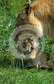 African Lion, panthera leo, Female carrying Cub